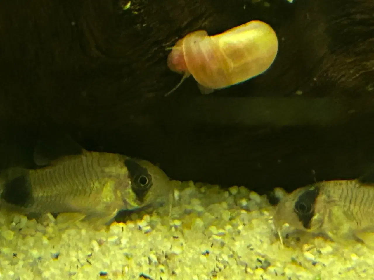 Billede 5 - 🐼🐟 Panda pansermaller – Sunde og aktive | Viby j