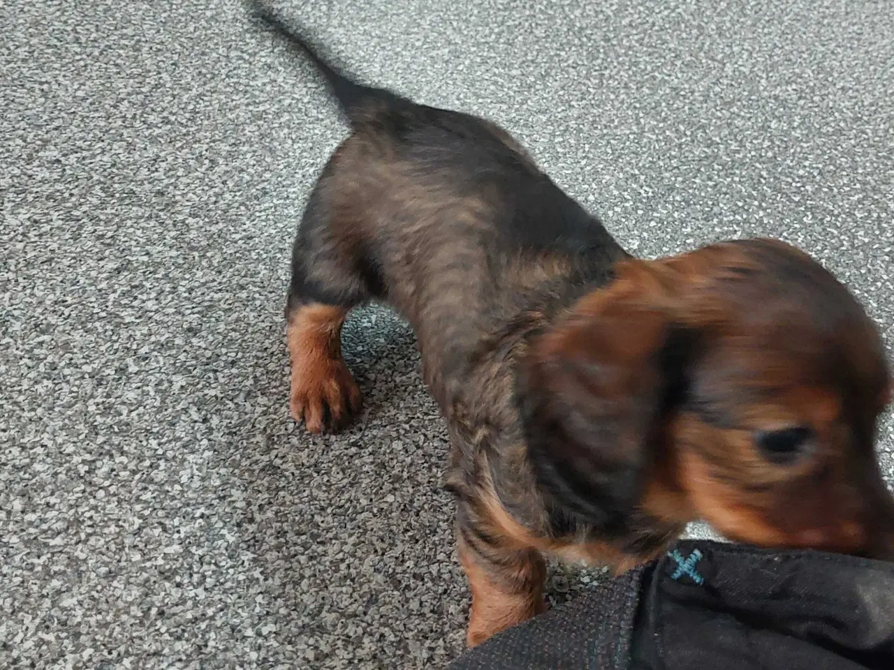 Billede 5 - Langhåret gravhund 