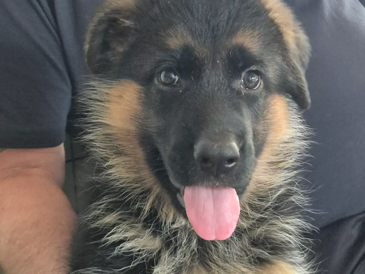 Billede 3 - Karats Jack og Joschi 