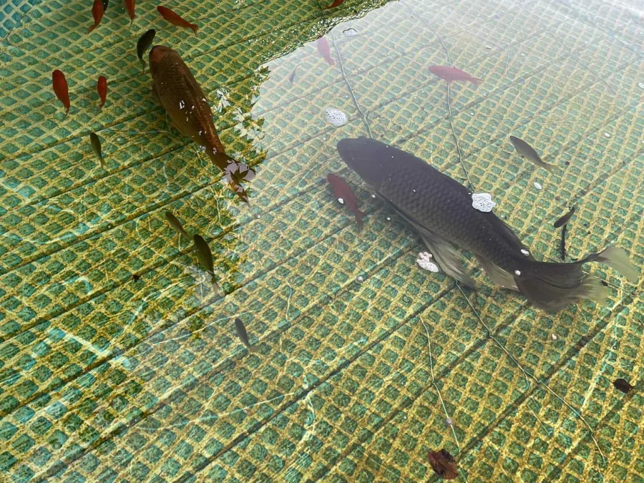 Billede 6 - Koi, guldfisk, havedamsfilter, luftpumpe mv