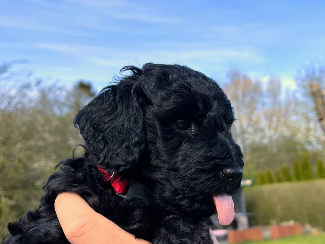 Billede 3 - Cockerpoo / cockapoo f1b