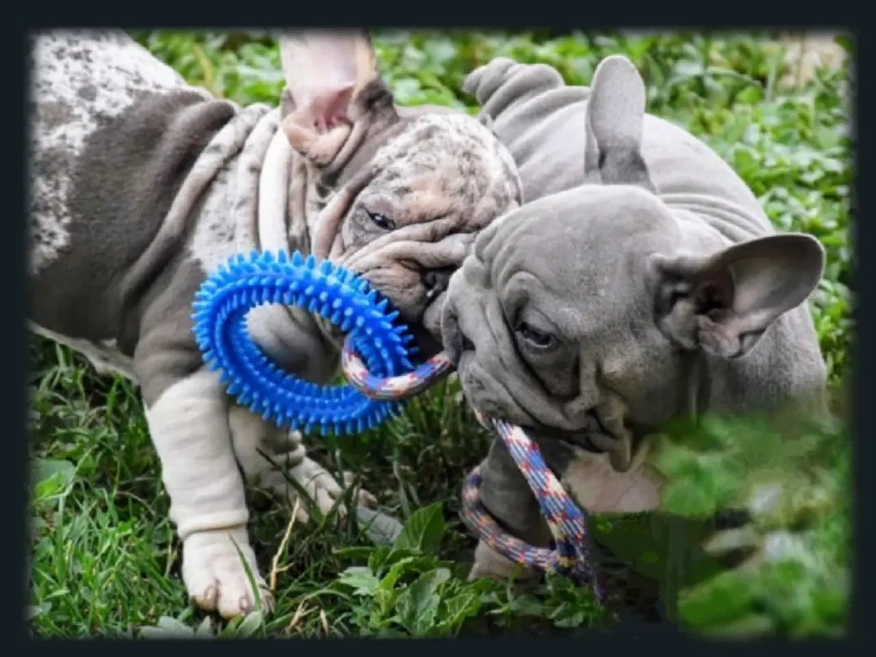Billede 11 - Fransk bulldog 