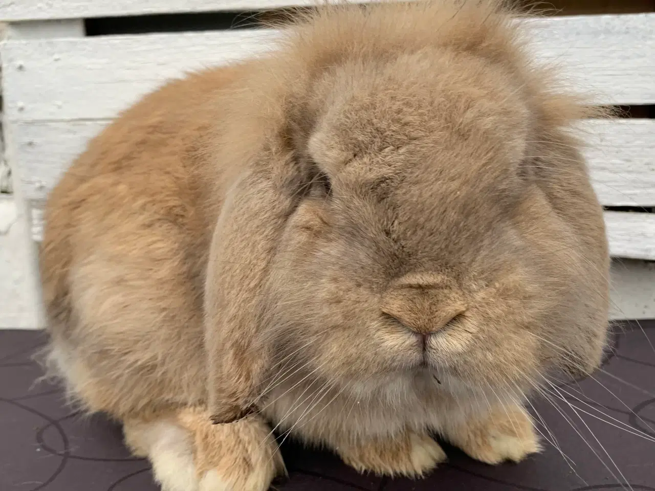 Billede 4 - Lionlop gul han 4 år gammel