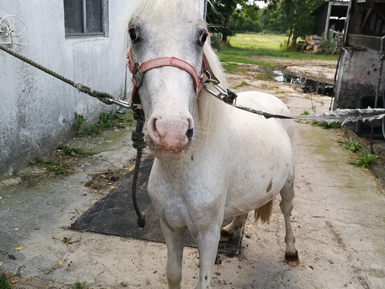 Billede 1 - Hvid knabstrupper pony 