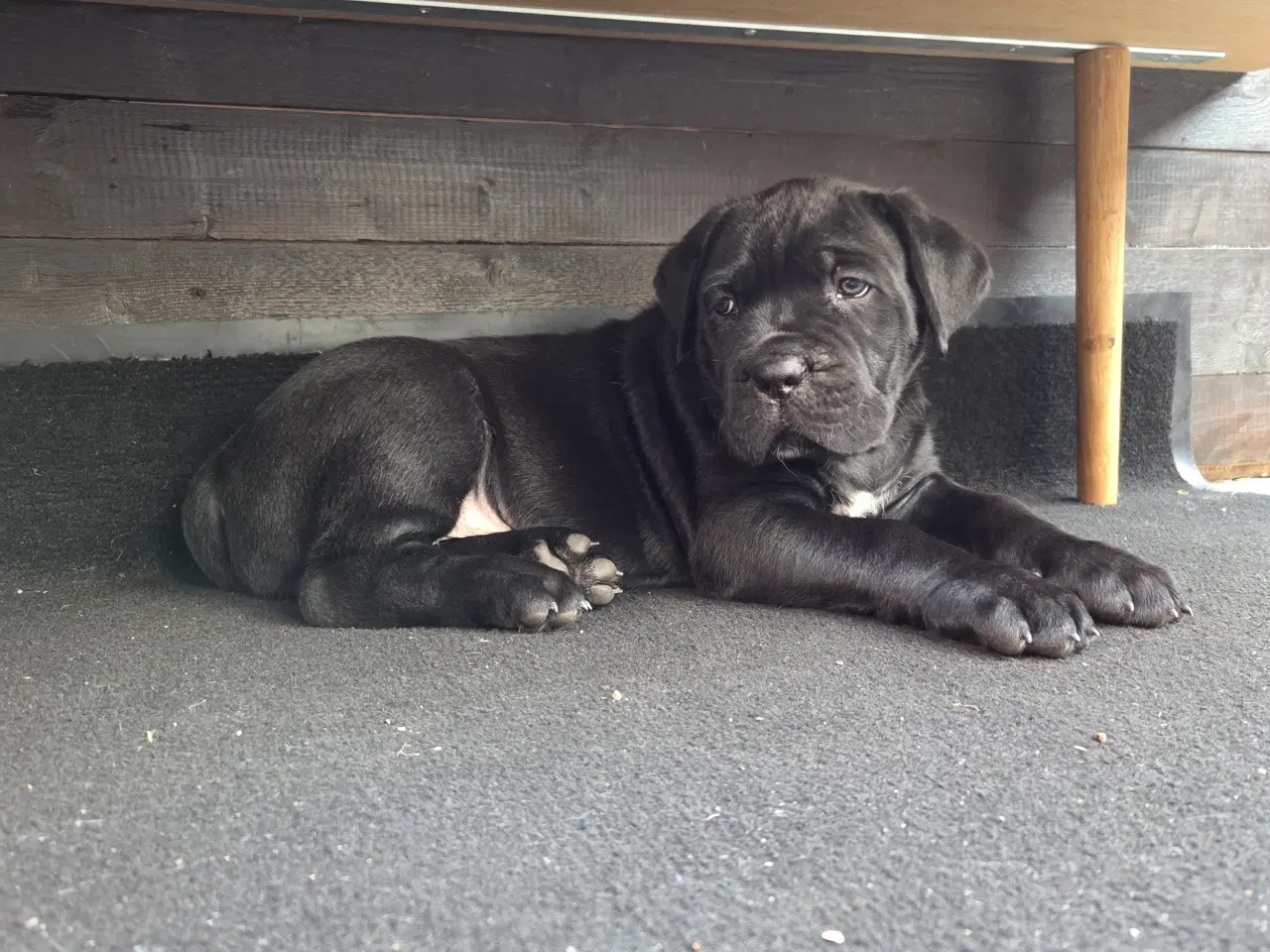 Billede 10 - CaneCorso hvalpe