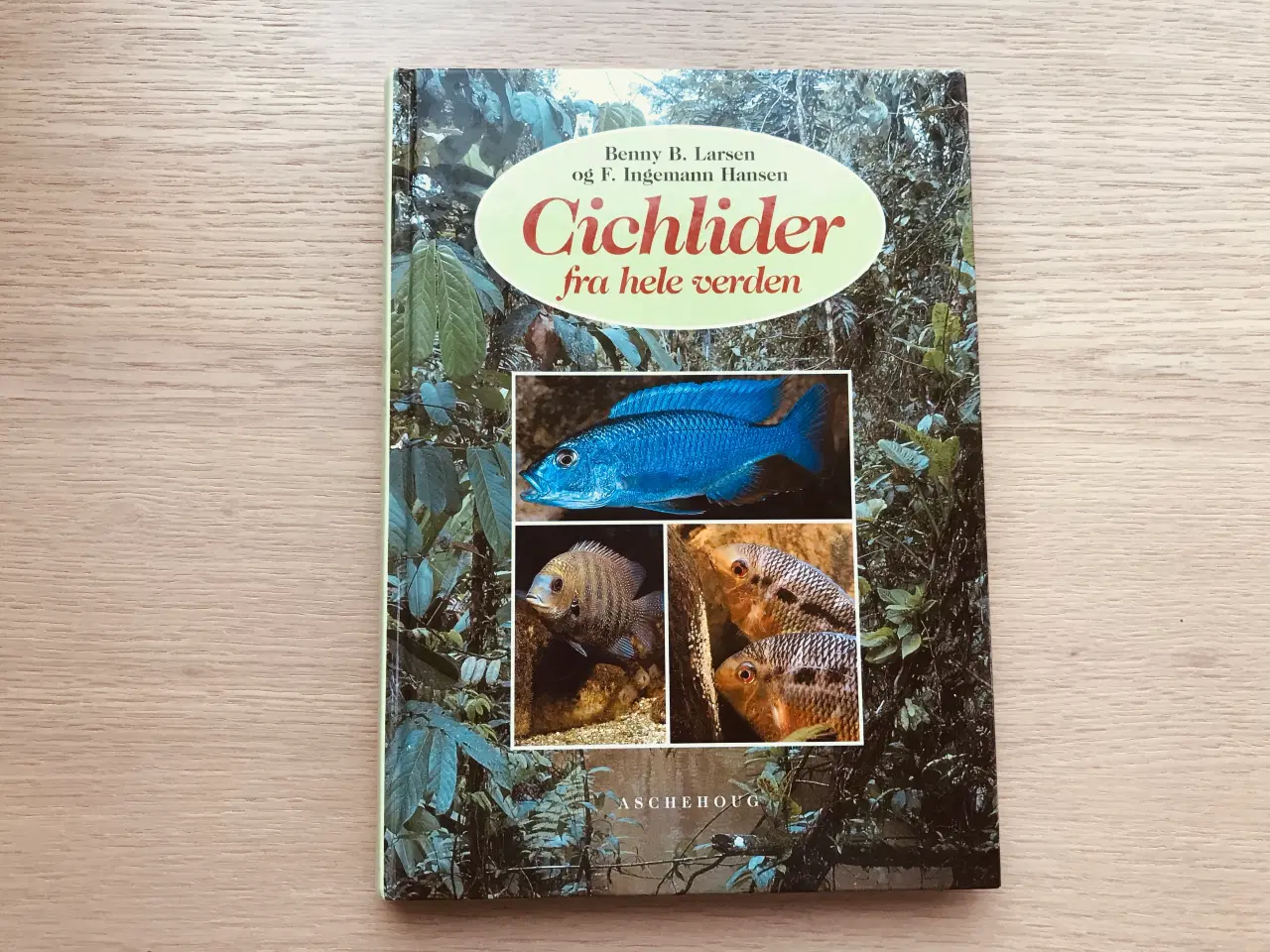 Billede 1 - Cichlider fra hele verden