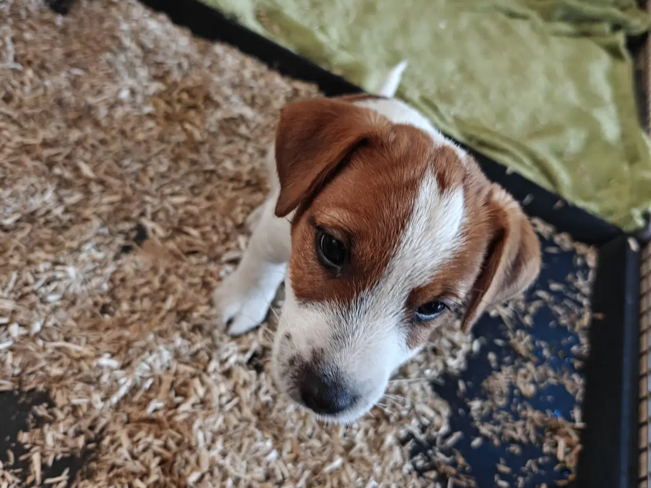 Billede 7 - Lækker Jack Russell Terrier hvalpe