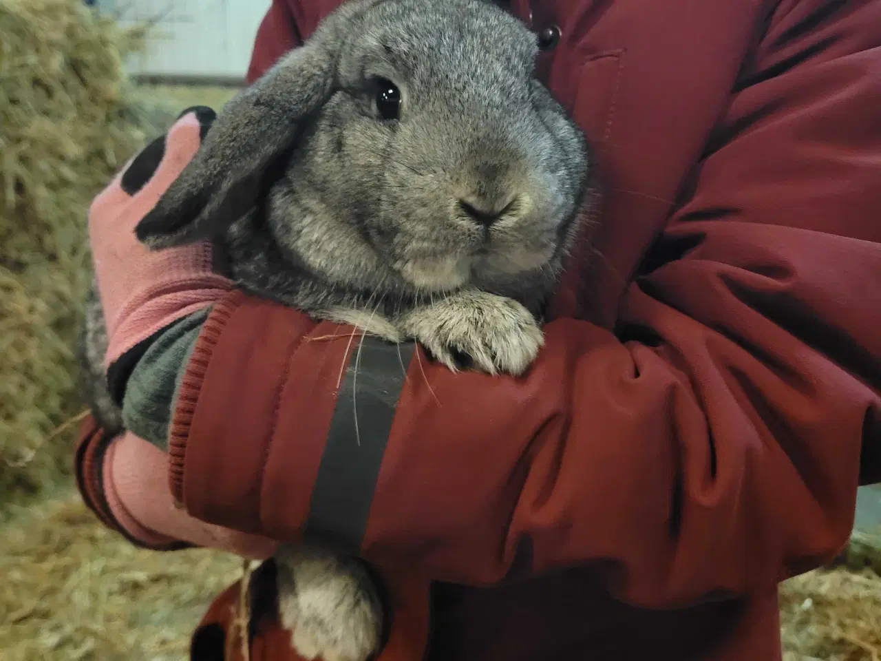 Billede 3 - 2 søde, tamme hankaniner