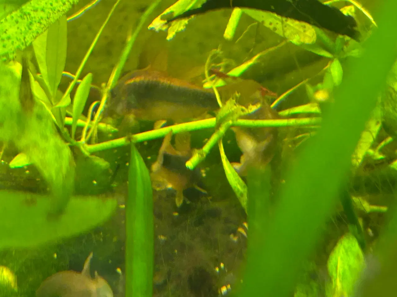 Billede 4 - 🐟 Kobber pansermaller 3-4 cm  | Afhent Viby J