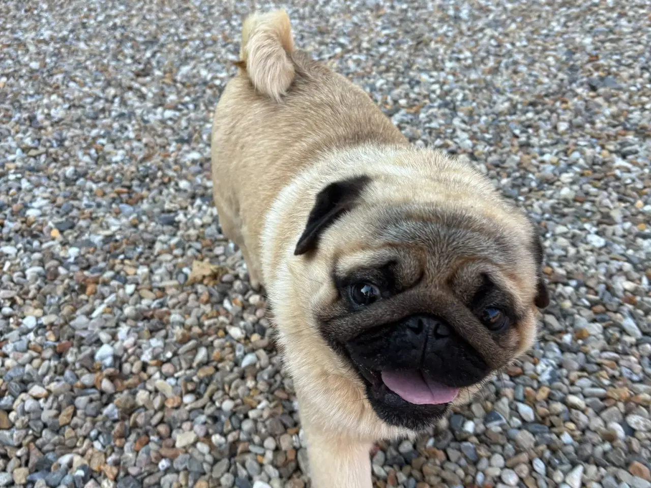 Billede 3 - Mops han