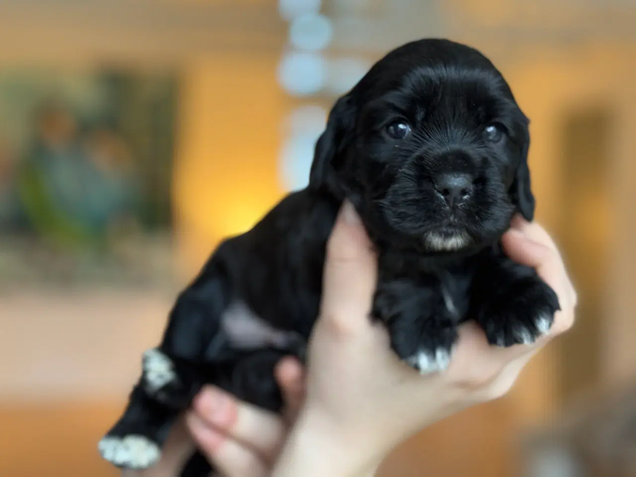 Billede 3 - Engelsk cocker spaniel/ Cavalier King Charles 