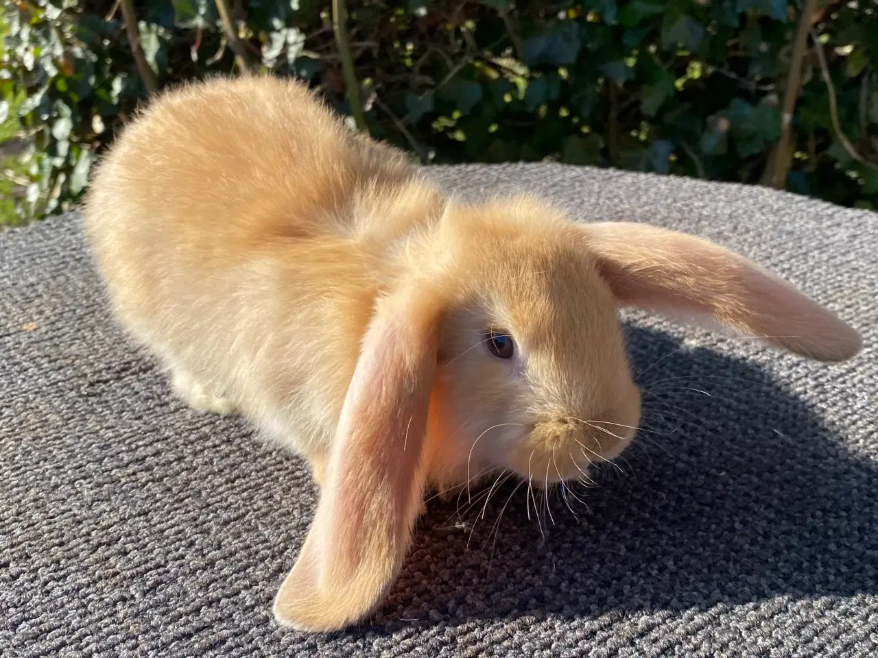 Billede 9 - FRANSK VÆDDER HAN GUL