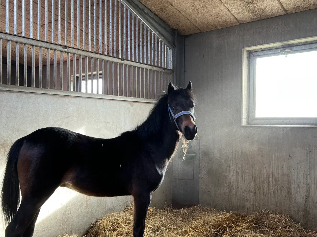 Billede 1 - Welsh pony 1 år