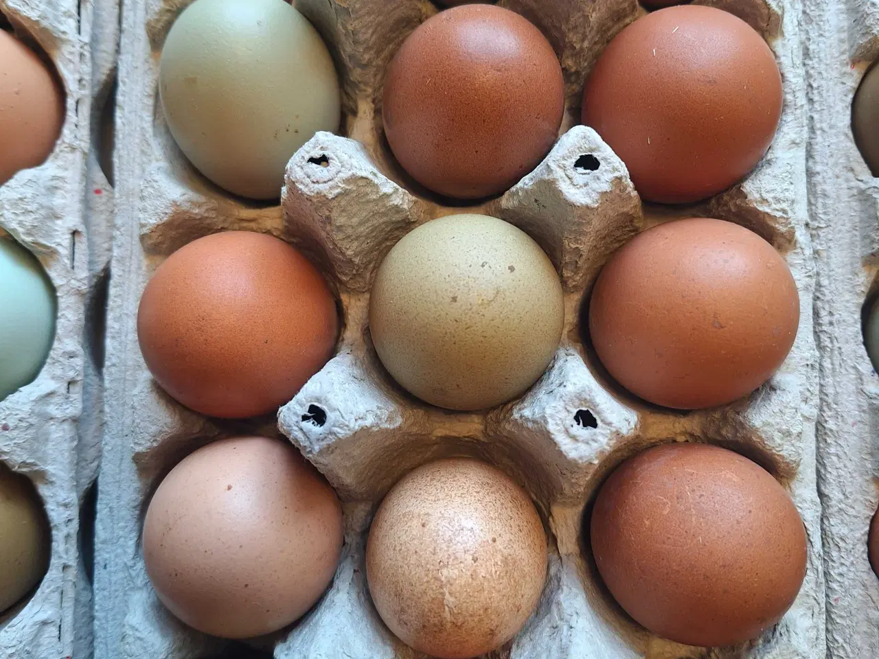 Billede 4 - Rugeæg fra blandet flok 