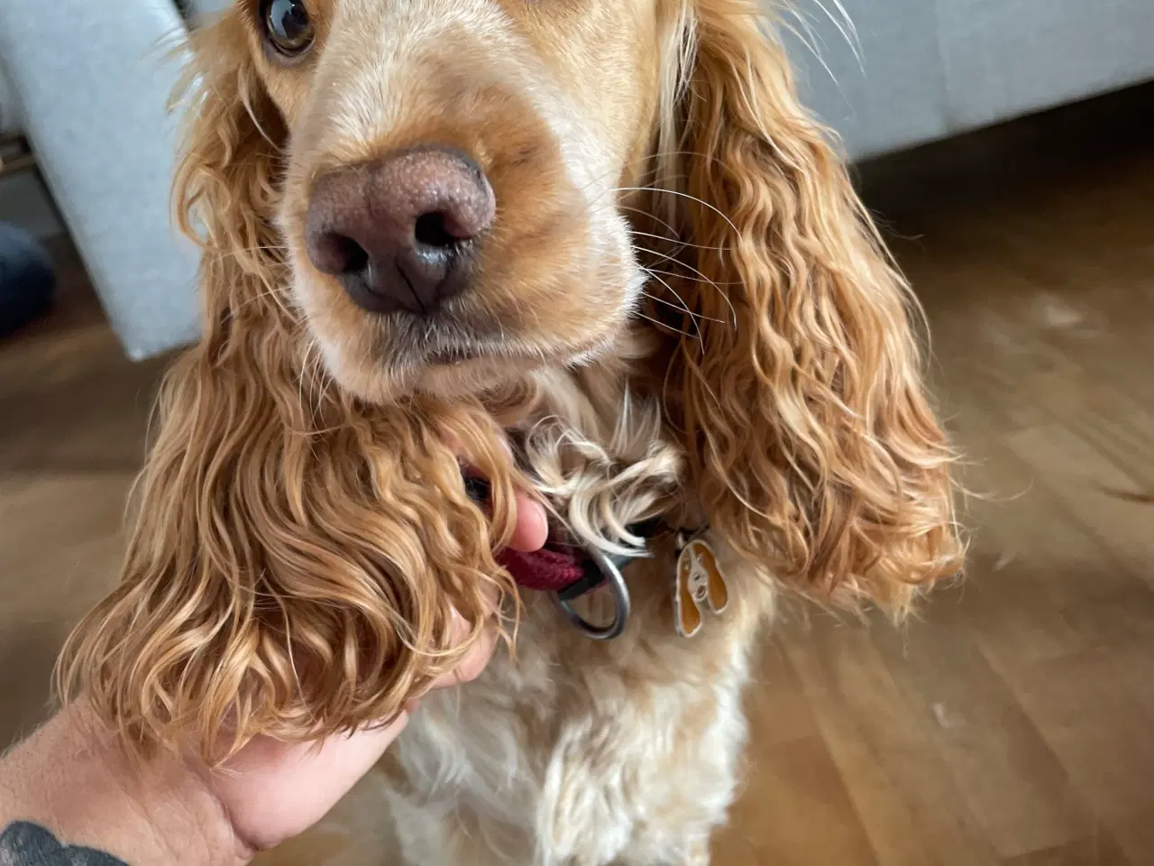 Billede 13 - Hvalpe på vej 