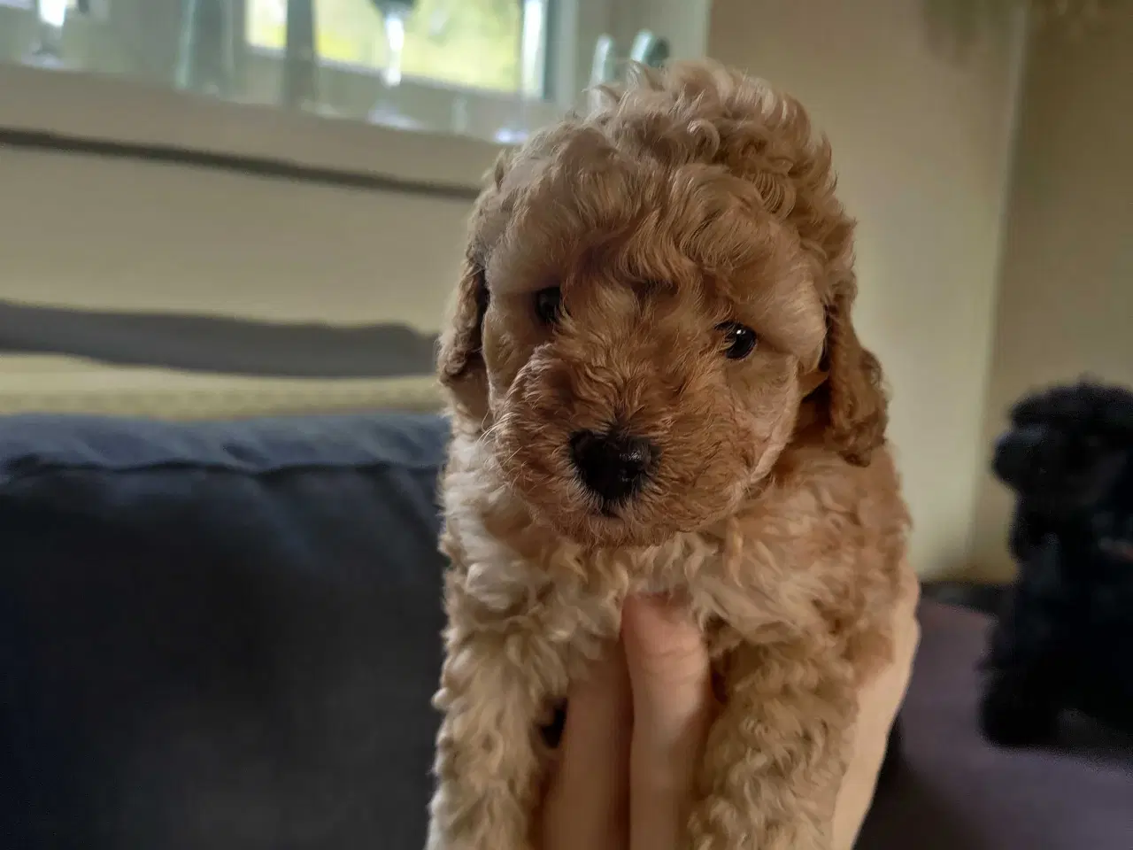 Billede 9 - Fawn krøltoppe puddelhvalpe 