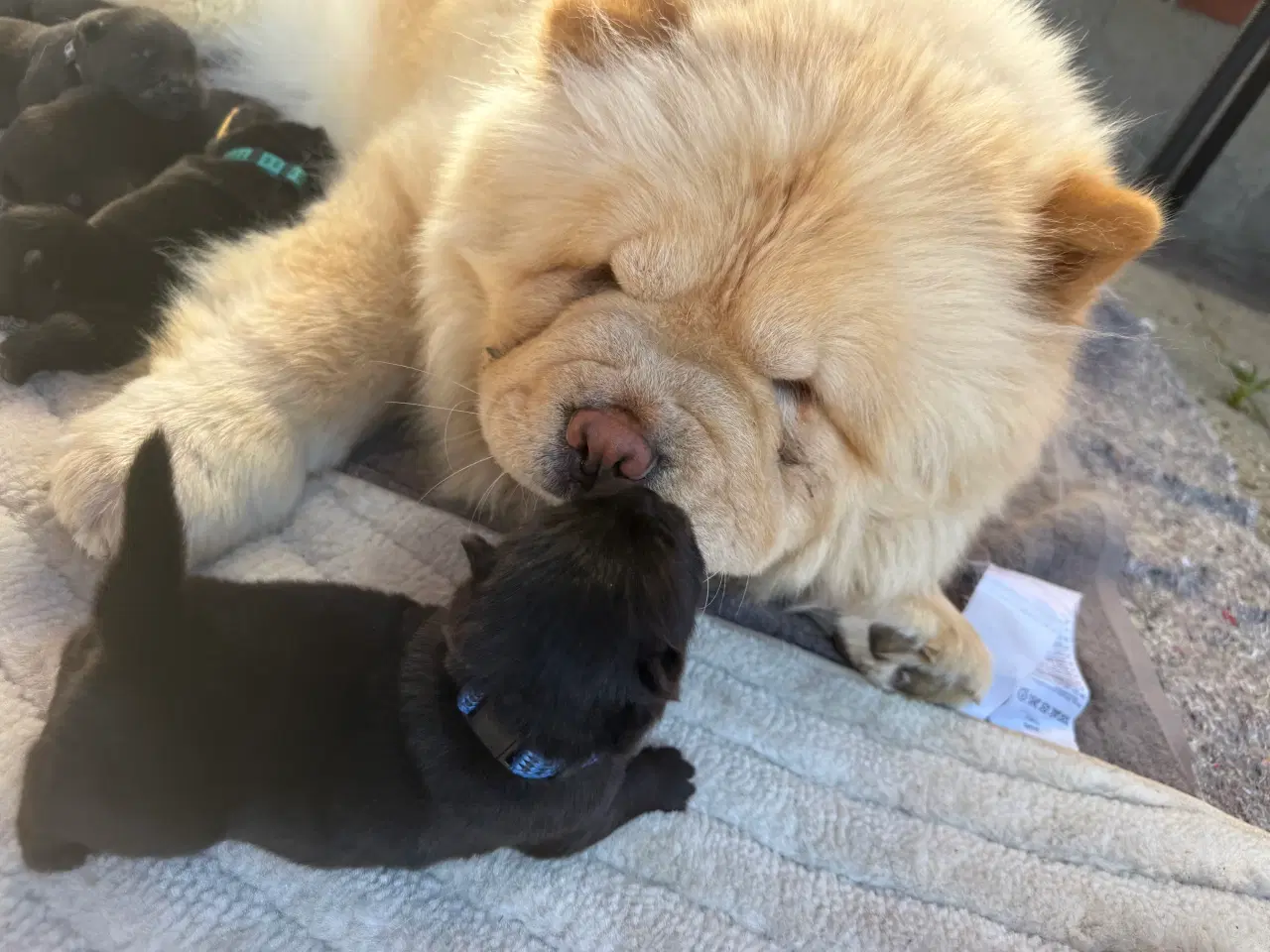 Billede 6 - Chow chow