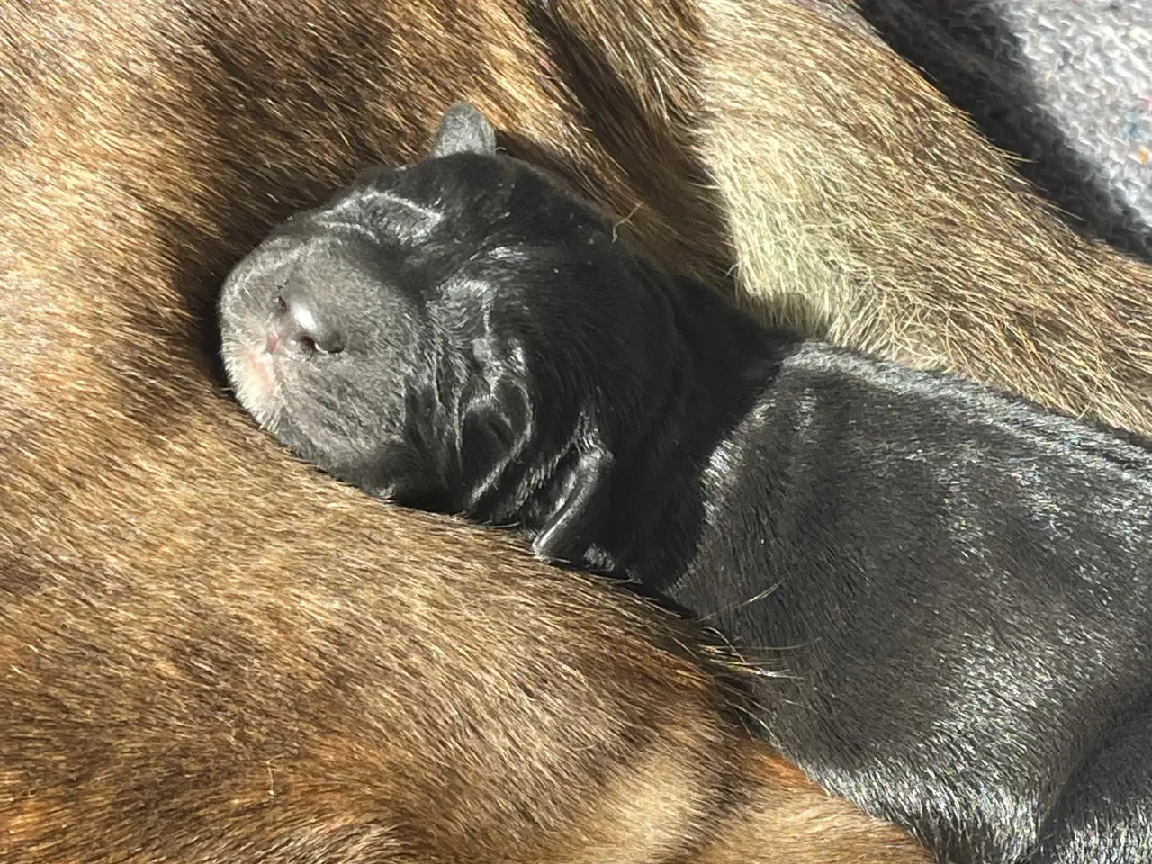 Billede 3 - Hundehvalpe - Labradorblanding. 