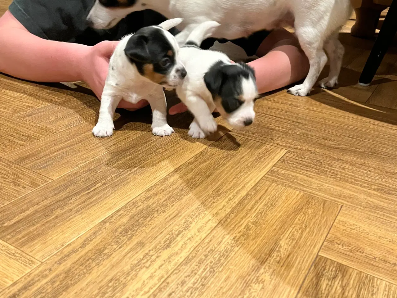 Billede 3 - Jack Russell hvalpe
