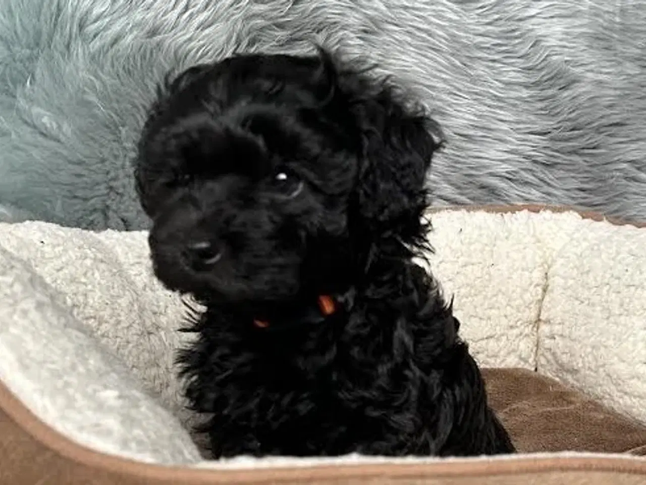 Billede 3 - Russkaya Tsvetnaya Bolonka (Bichon-familie)