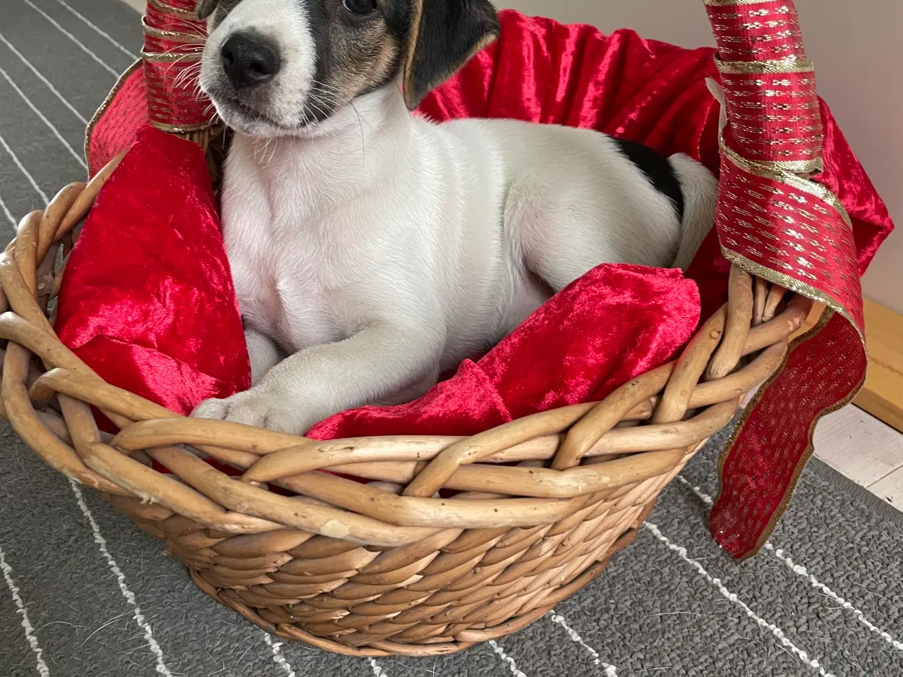 Billede 8 - Dansk svensk Gårdhund hvalpe 