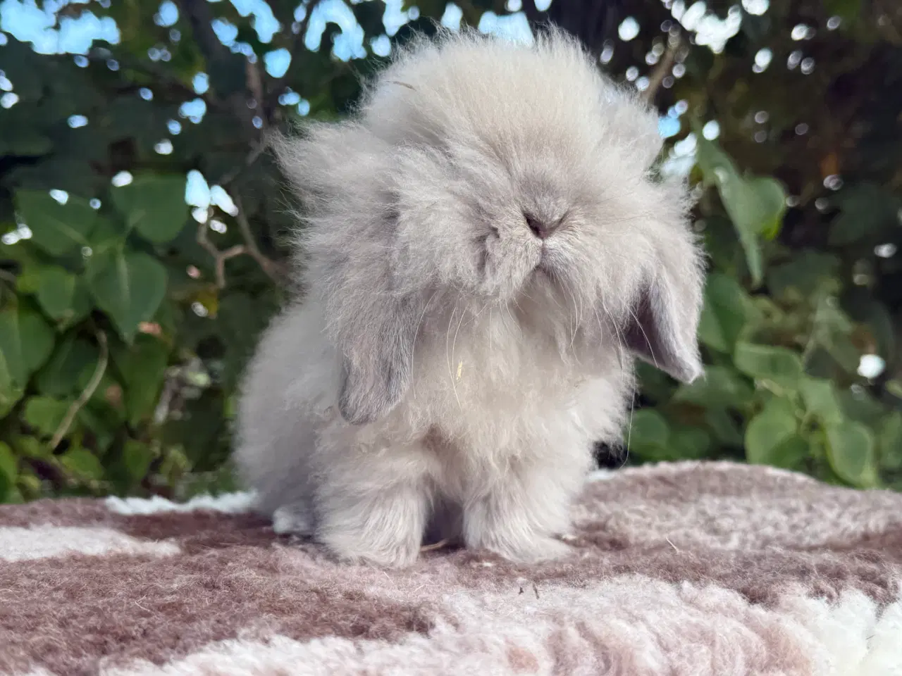 Billede 3 - Mini lion lop dreng