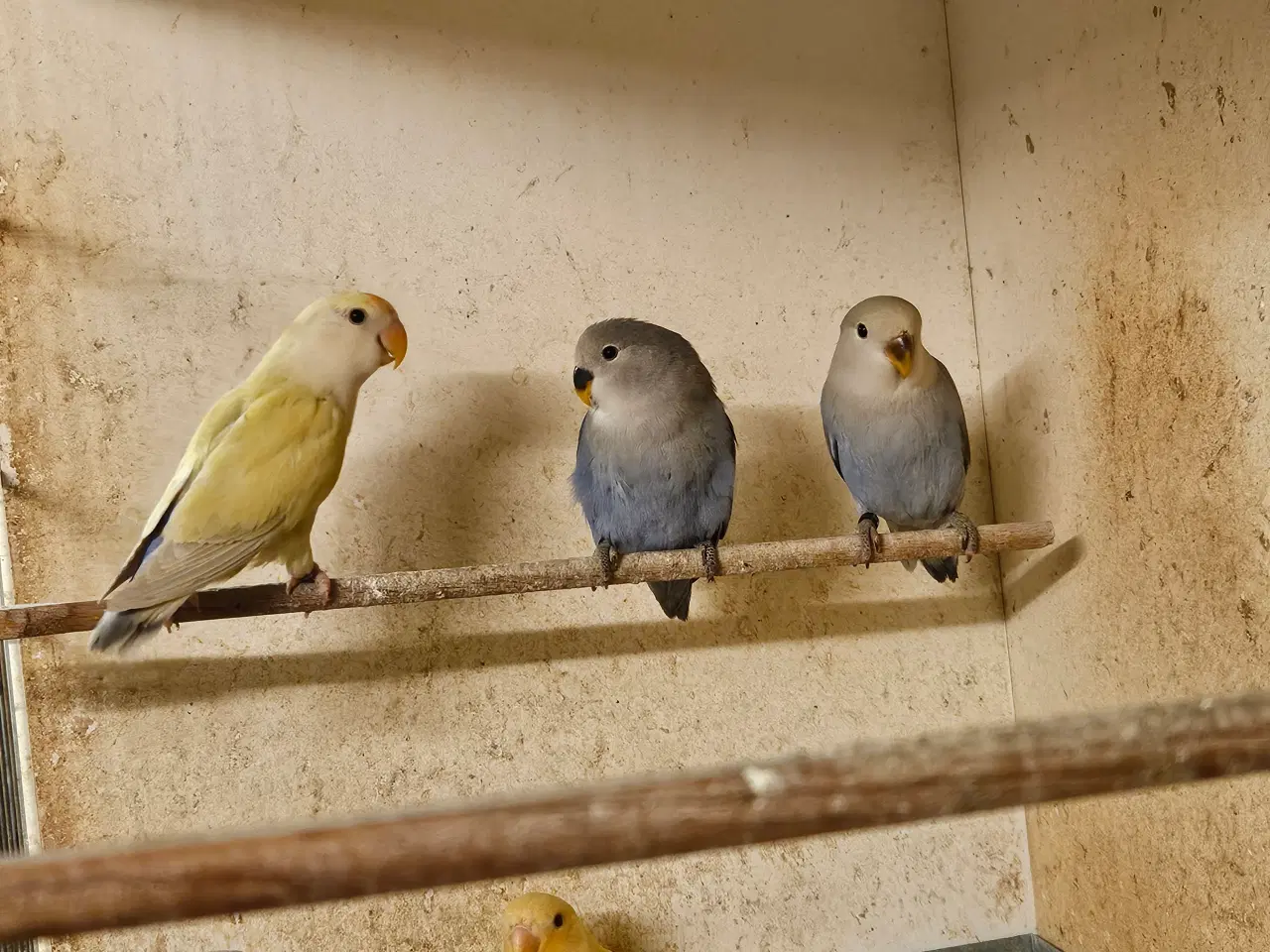 Billede 1 - Rosenhovedet Dværgpapegøjer