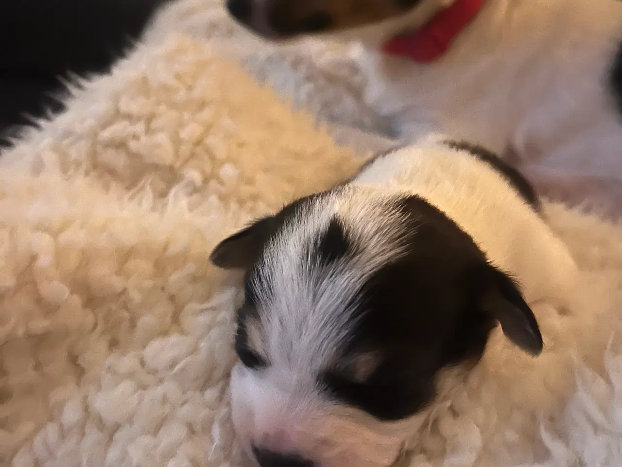 Billede 3 - Bladnings hvalp