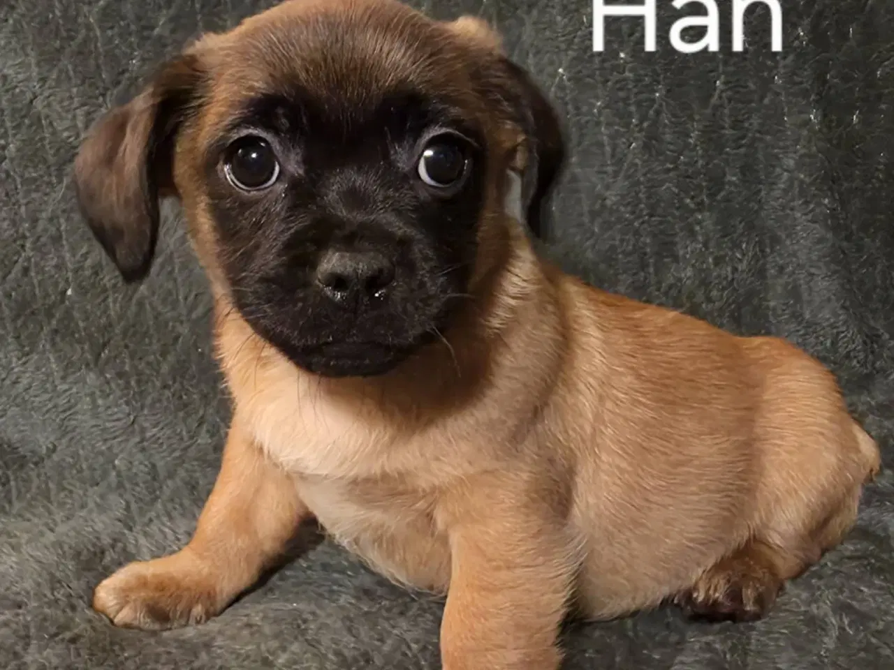 Billede 3 - Jack Russel Mix