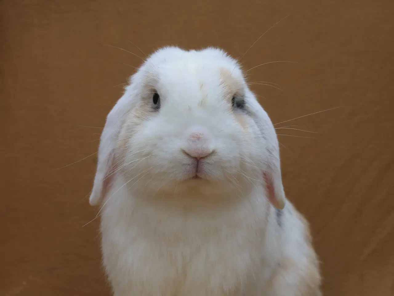 Billede 1 - Champagne søger ny familie