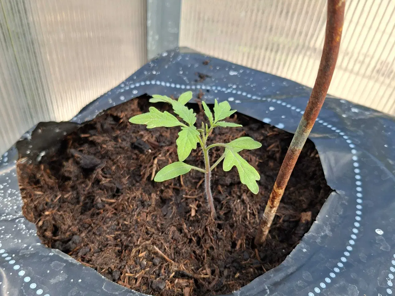 Billede 2 - Tomatplanter sælges.