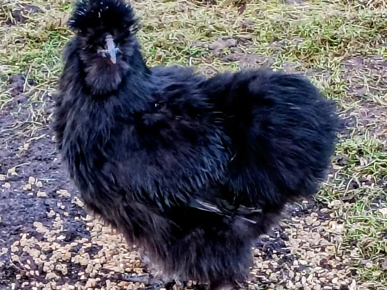 Billede 4 - Flotte Silkehøns /Silkehaner Us str