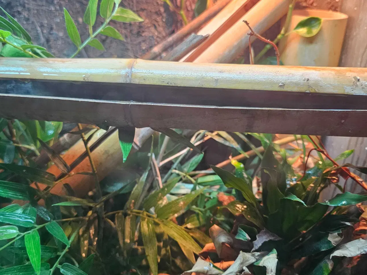 Billede 4 - Exo terra med 2 phelsuma klemmeri