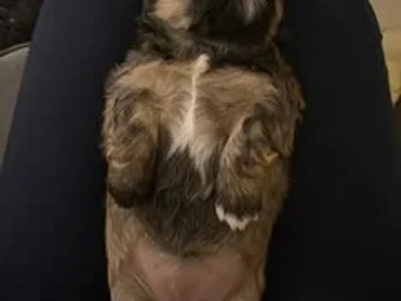 Billede 7 - Skønne Lhasa apso/shih tzu hvalpe søger ny madskål