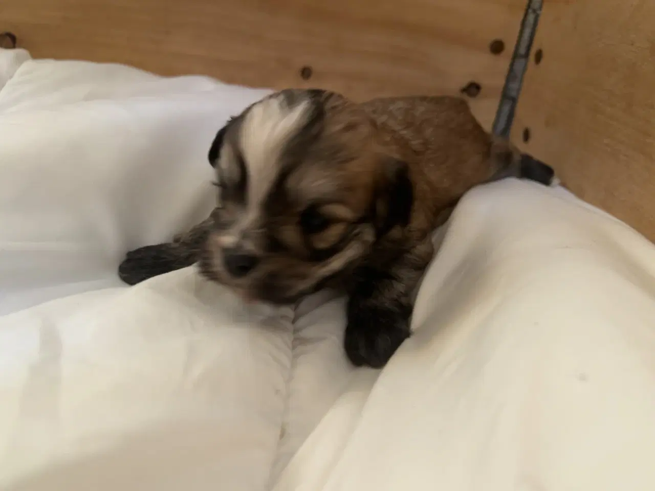 Billede 13 - Små allergivenlige og ikke fældende hundehvalpe