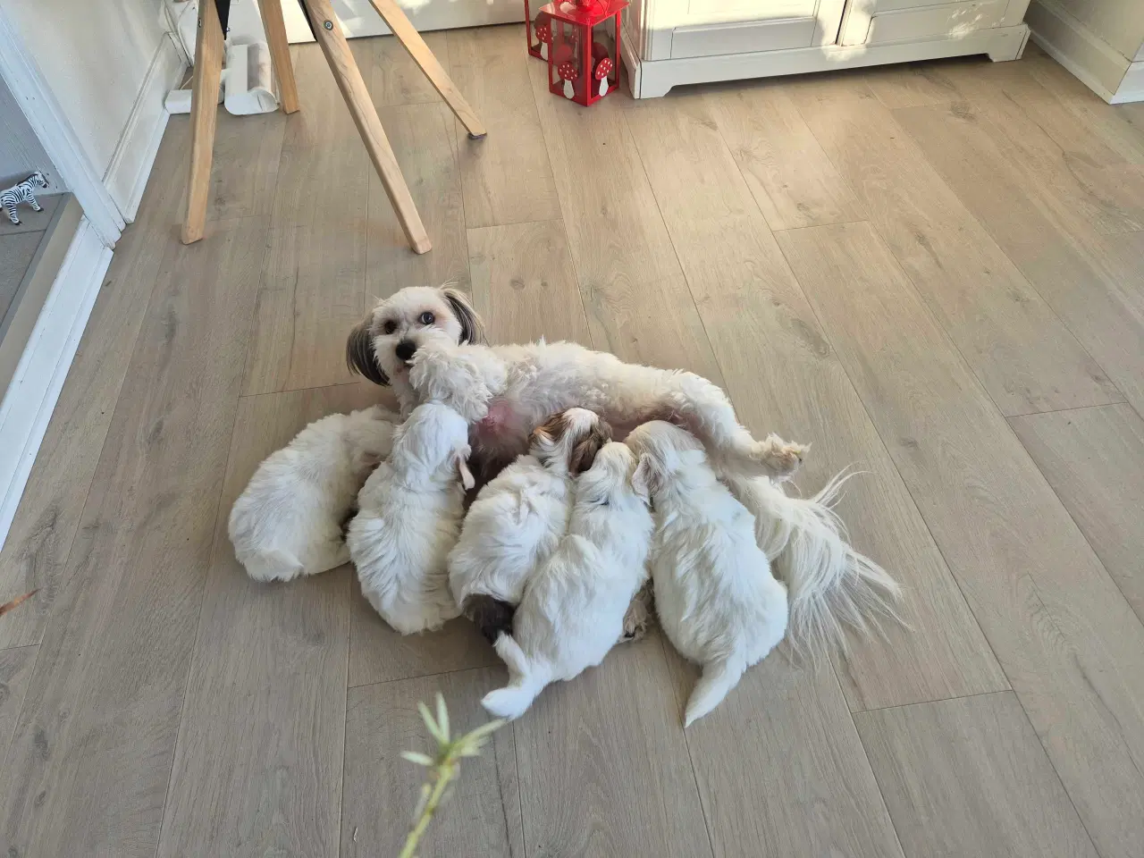 Billede 10 - Bomulds basse 🥰 "Blue"