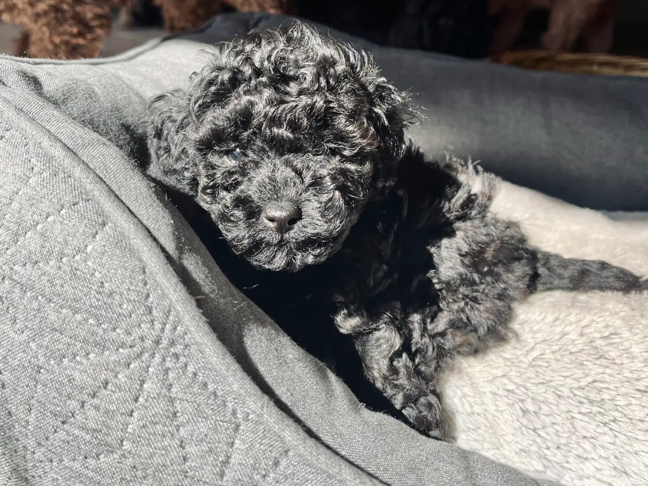 Billede 2 - Toy puddel hvalpe sælges