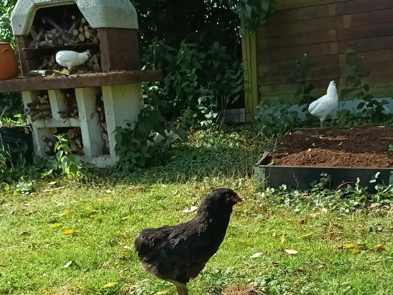 Billede 5 - Araucana hane