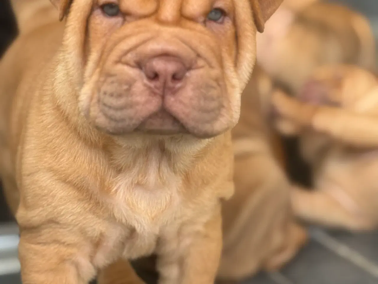Billede 4 - Smukke Old English Bulldog Mix Hvalpe til salg! 🐾