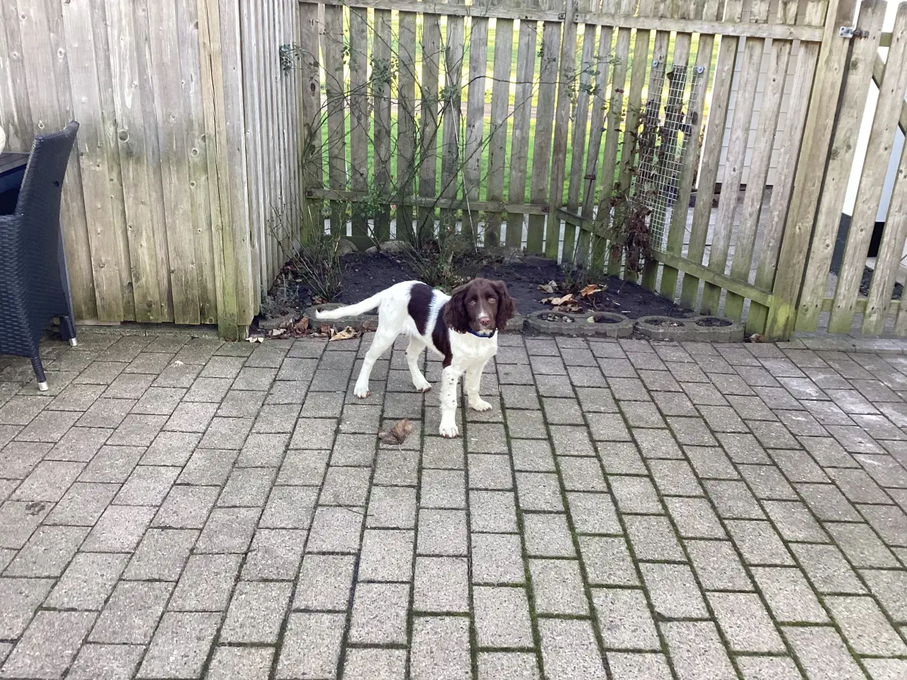 Billede 4 - FT Springer / Engelsk Springer Spaniel