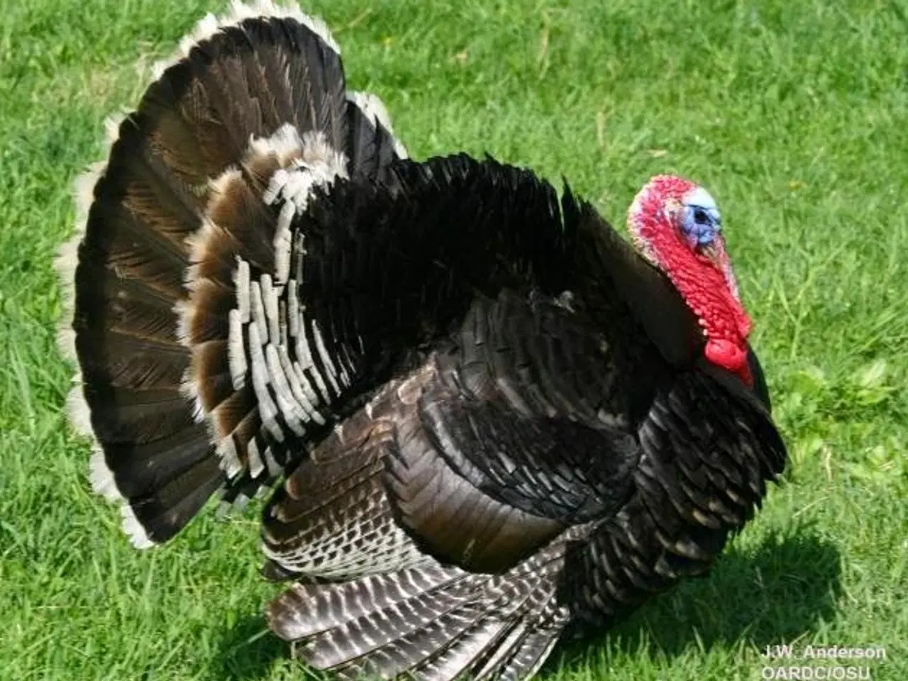 Billede 1 - Bronzefarvet kalkunkyllinger