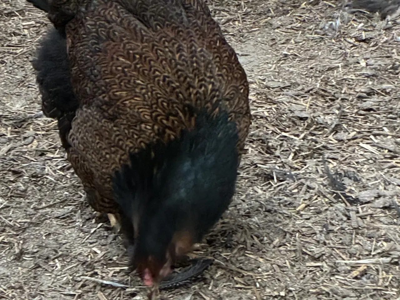 Billede 4 - Brahma x wyandotter