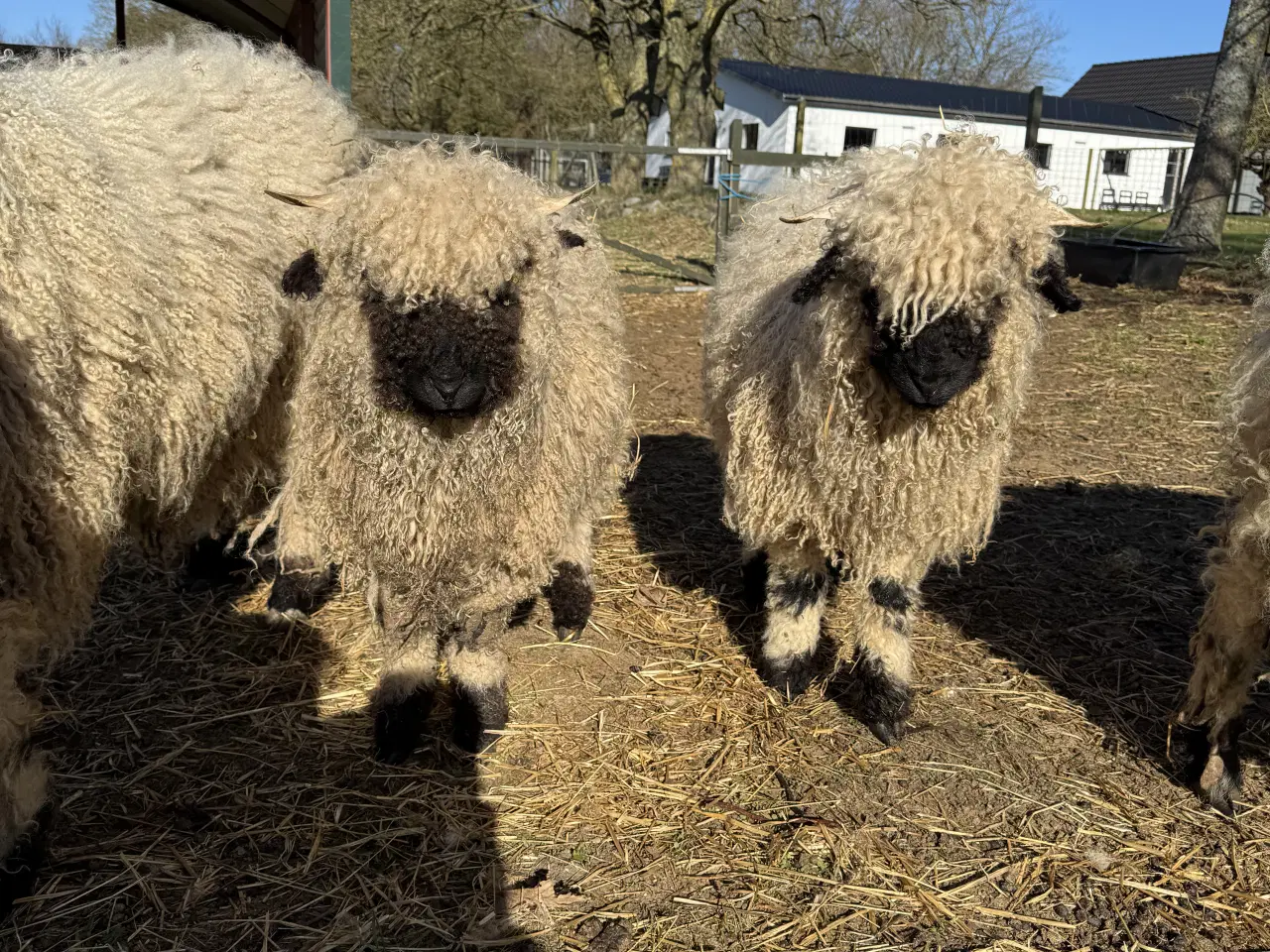 Billede 12 - Valais Blacknose gimmerlam 