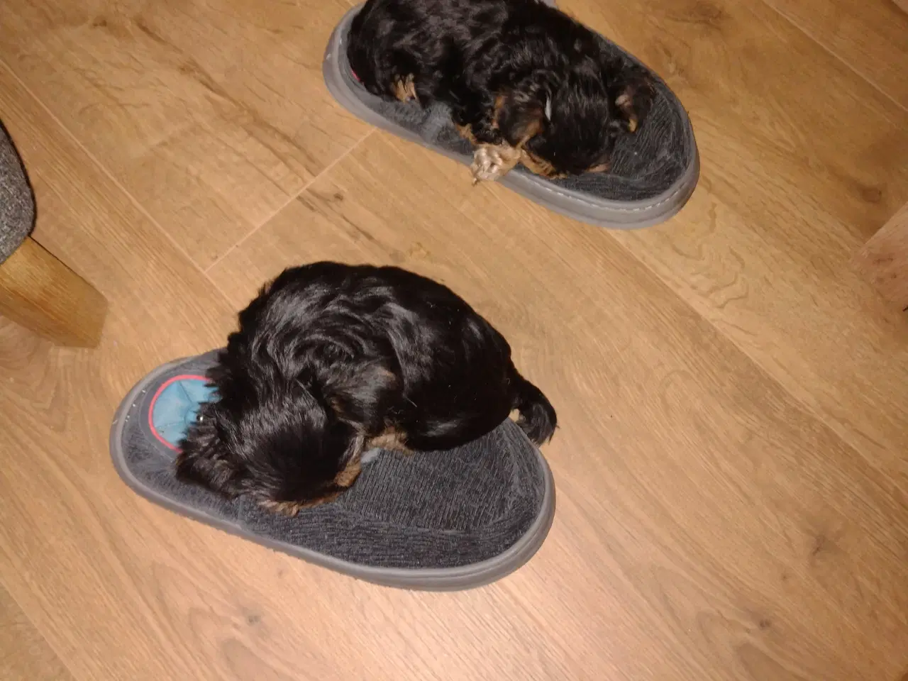 Billede 6 - Yorkshire Terrier hvalp, pige 8 uger