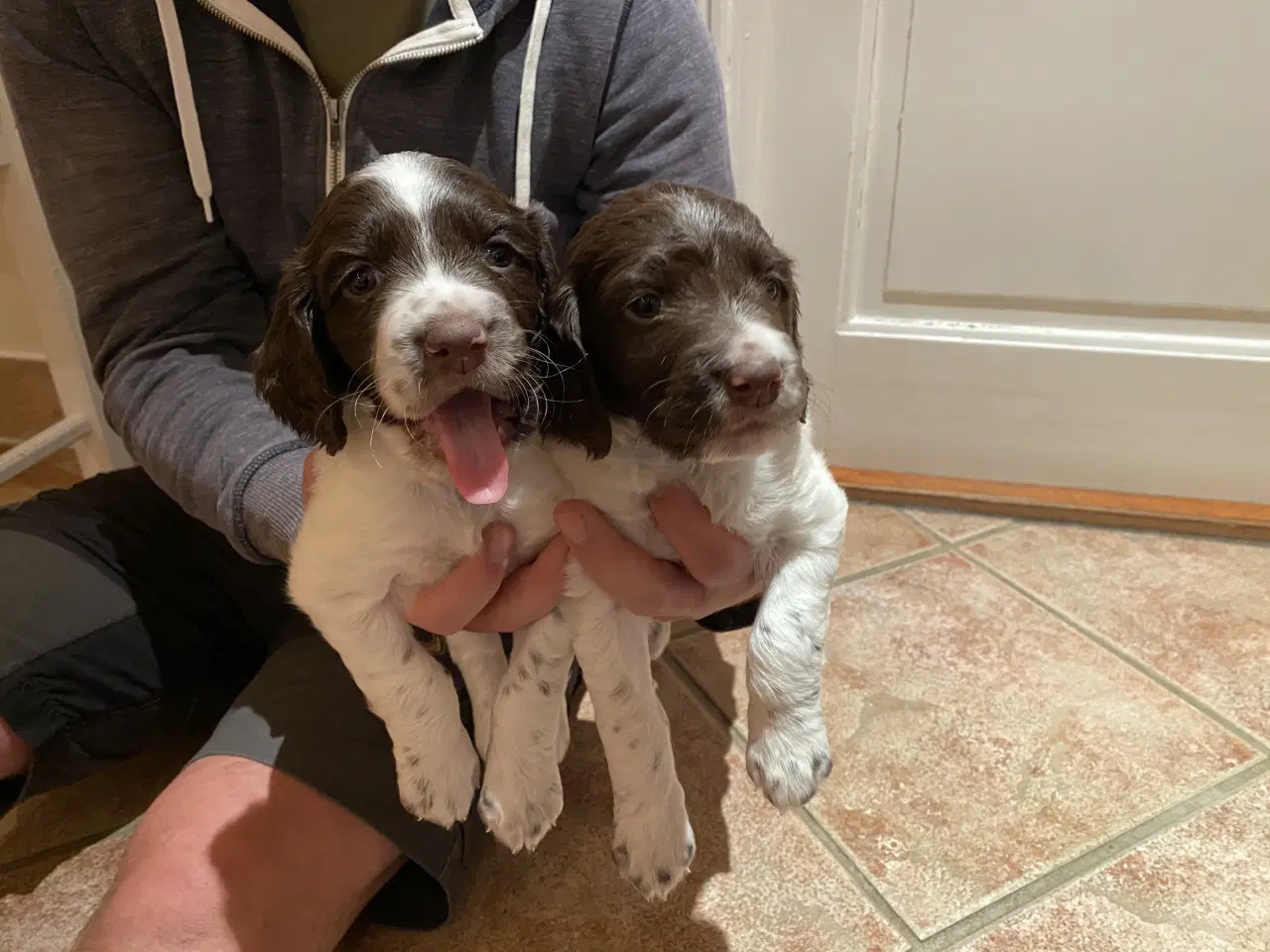 Billede 3 - Kleiner Munsterlænder - 2 hanhunde tilbage