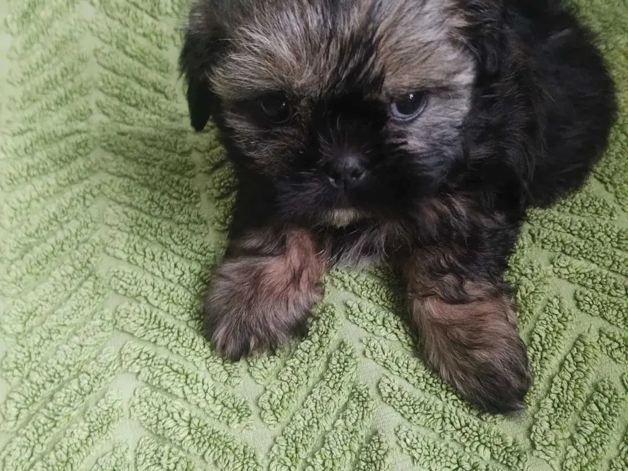 Billede 5 - Hej. Jeg har 4 smukke hund SHIH TZU