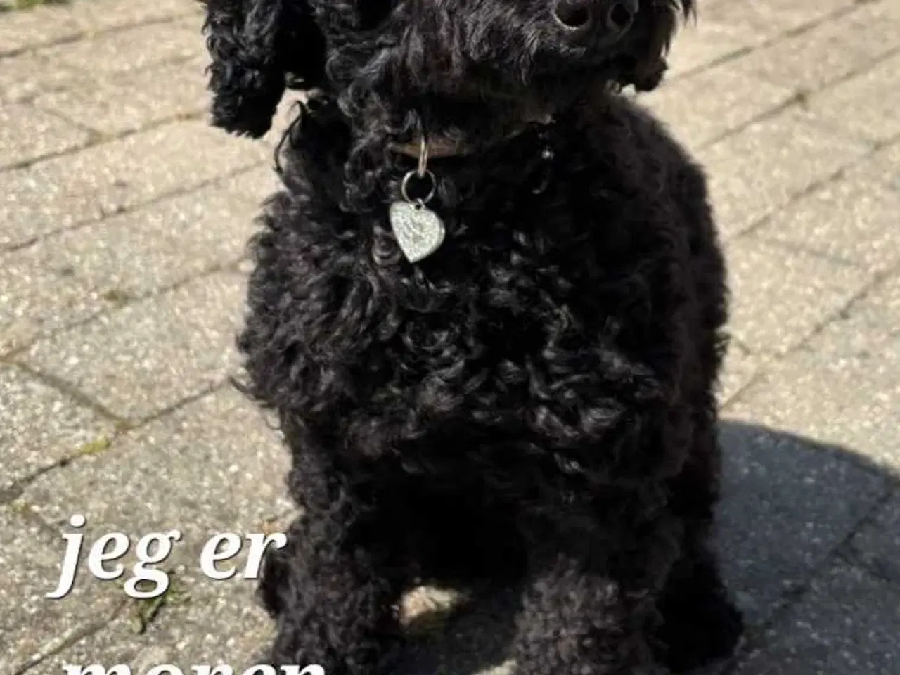 Billede 10 - Cavapoo F1B 