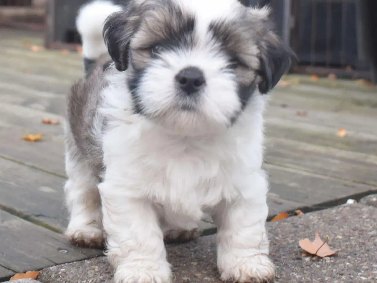 Billede 1 - En skøn Lhasa apso dreng m. Stamtavle