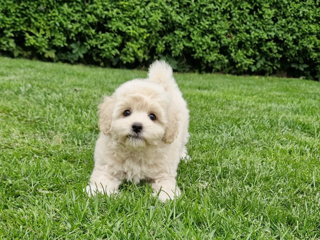 Billede 5 - Havapoo Bamser Puddel & Bichon Havanais