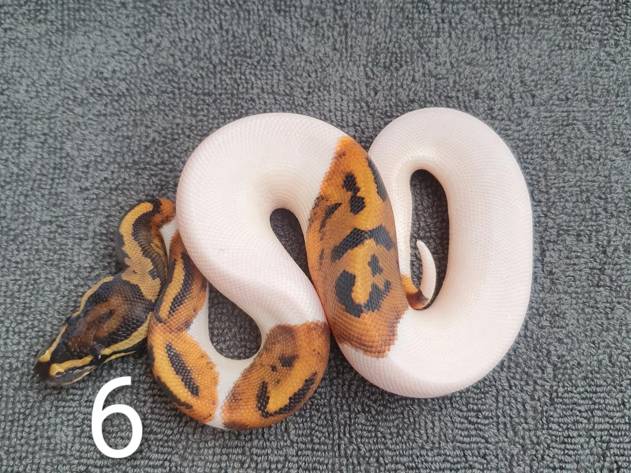 Billede 6 - Kongepython morfer pieds og andet